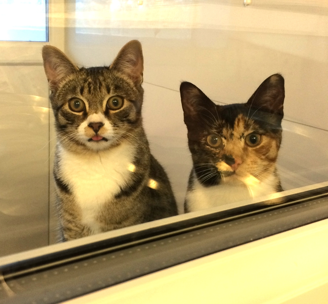 Gatehouse luxury Boarding Cattery Bournemouth Poole Ferndown Ringwood